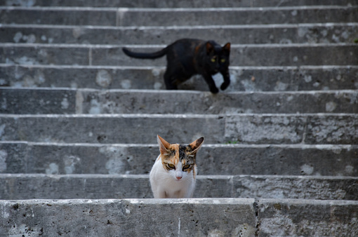 Adorable cats in Kotor, Montenegro.