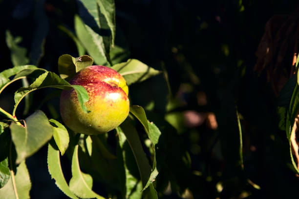 Peach  on a tree branch at sunset seen up close