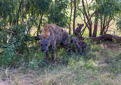 A Spotted Hyena mother with her two cubs in the shades under a bush in Kruger National Park, South Africa.