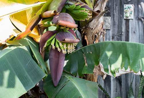 Close up banana blossom, banana flower hanging on a banana tree with bunch of raw banana in the background. Growing tropical fruits at home.