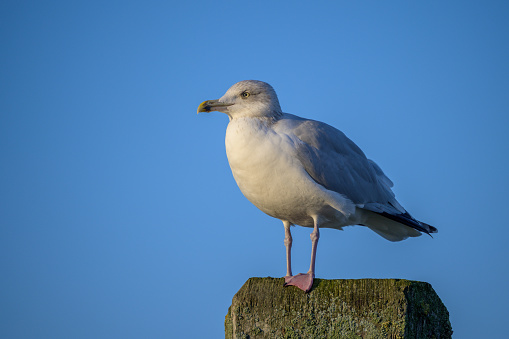 Seagull perched on a wooden post.