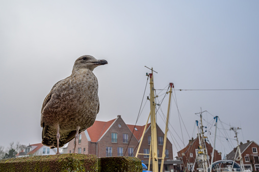 A juvenile seagull sits on a pillar in the scenic harbor of Neuharlingersiel, Germany in early winter with the masts of ships and harbor brick buildings visible in the background