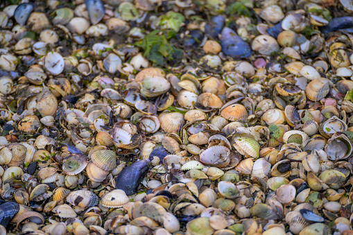 Shallow focus shot of variety of wadden sea seashells washed up on the shore