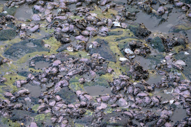 pervinca comune e ostriche del pacifico su una struttura artificiale nel mare di wadden - pacific oyster foto e immagini stock