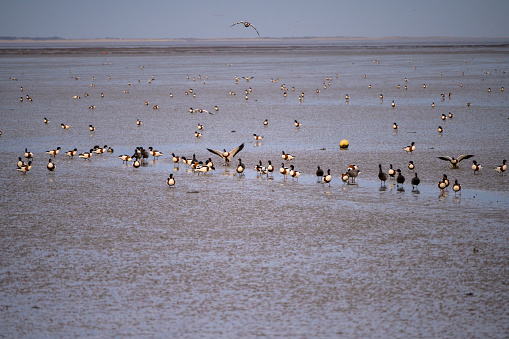 Common Shelducks and a small group of Brent Goose gathering near a channel of water in the wadden sea at low tide near Neuharlingersiel, Germany with the shore of Spiekeroog visible in the distance