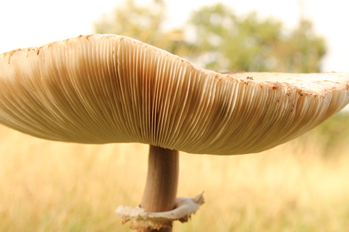 front view at the cap of a big parasol mushroom with mushroom gills closeup in a forest