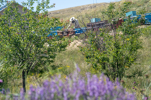 Photo of beekeeper examining beehives in field. Shot under daylight with a full frame mirrorless camera.