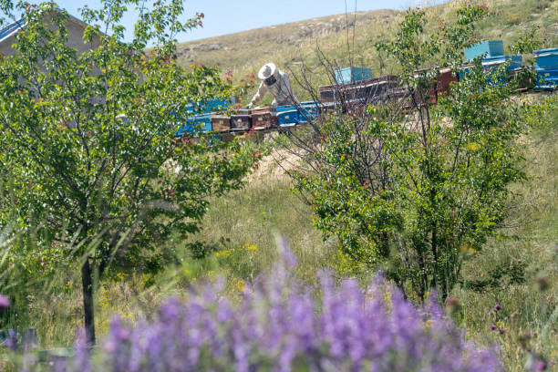 Photo of beekeeper taking care of bees in field stock photo