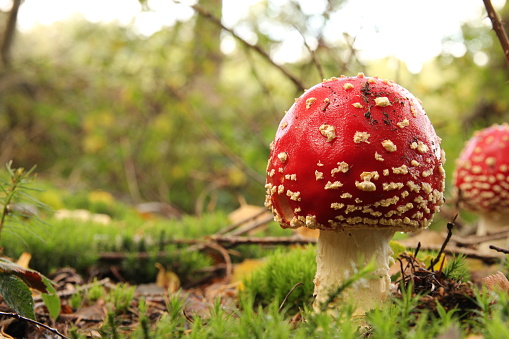 a beautiful little red fly agaric mushroom closeup in a green forest