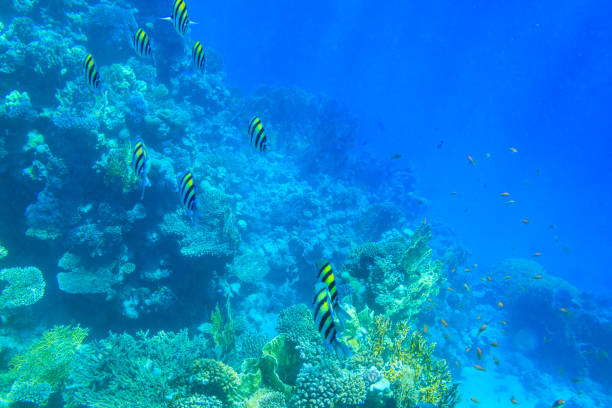 Indo-Pacific sergeant (Abudefduf vaigiensis), also  known as the Sergeant major on coral reef in the Red sea. School of fish undersea