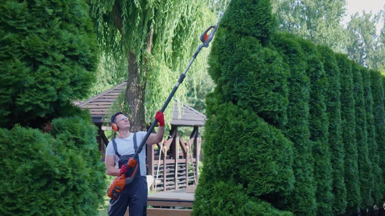 Professional gardener in earmuffs using electric trimmer for cutting thujas.