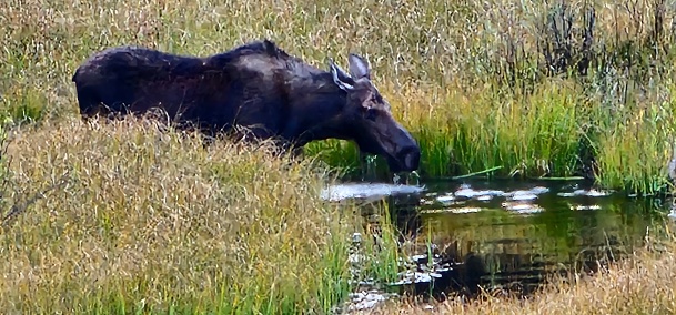 Peaceful scene of a large elusive moose drinking water at a local stream or pond