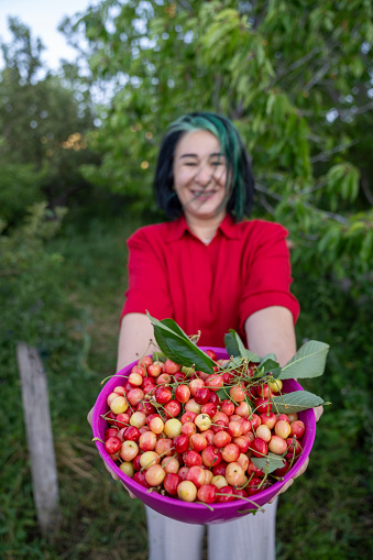 Candid photo of mature adult woman picking cherry fruit from tree in garden. Shot in outdoor with a full frame mirrorless camera.