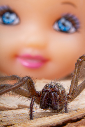 A large House spider (Tegenaria sp.) with a brown cephalothorax and tan-coloured abdomen often with characteristic 'herring bone' pattern. Scene of a girl with a doll face looking at a large house spider.