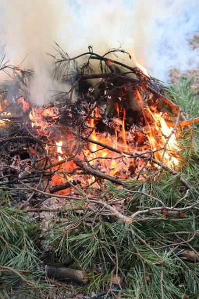 istock Campfire in the forest, bright flames and smoke 1973410813