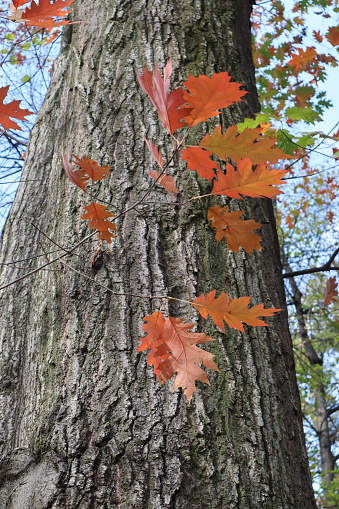 Bright red oak leaves on a tree on a sunny autumn day