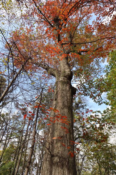 istock Autumn oak trees in the park 1973412404