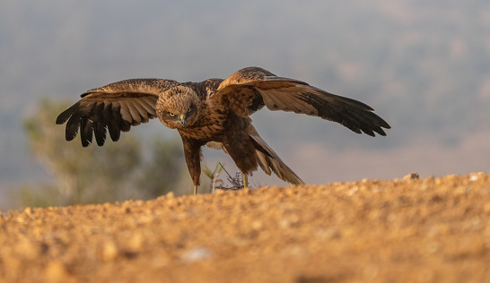 The male marsh harrier on the ground