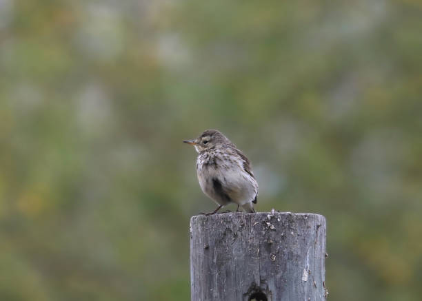 istock American Pipit (anthus rubescens) perched on a wooden post 1973428052
