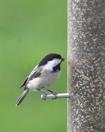 Black-capped Chickadee (poecile atricapillus) perched on a cylinder bird feeder