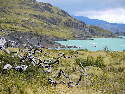 Burnt trees at the background of lake and mountain landscape in Torres del Paine National Park in Chilean Patagonia