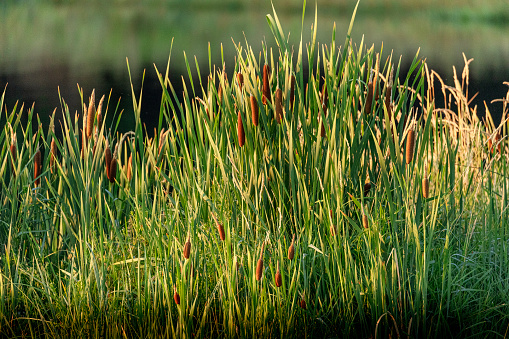 cat tails line the lake shoreline