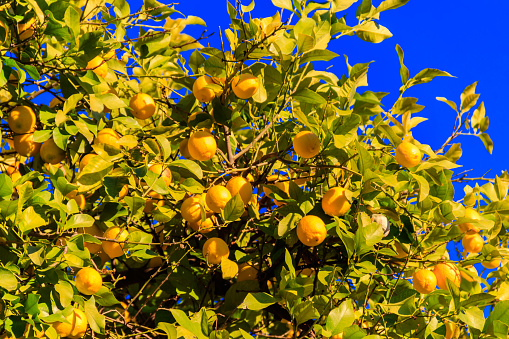 Bright yellow Meyer lemons on tree with blue sky background.