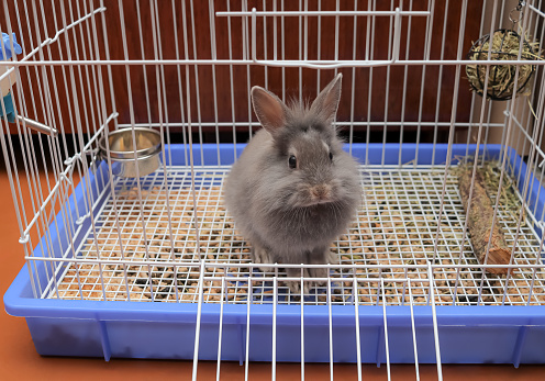 Domestic decorative gray fluffy rabbit sitting inside its cage with feeding bowl, wooden stick and sphere with hay