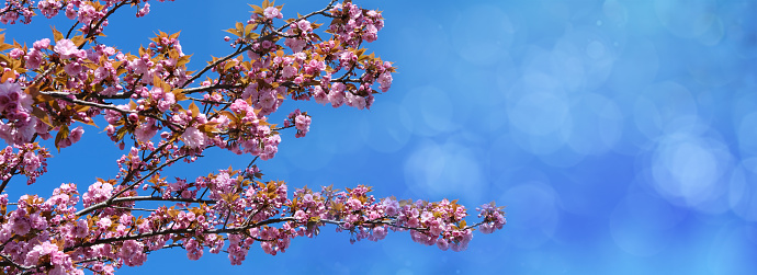 floral spring abstract nature panorama background, pink Cherry blooming branches with soft focus on soft light blue sky background, for Easter and spring cards with copy space
