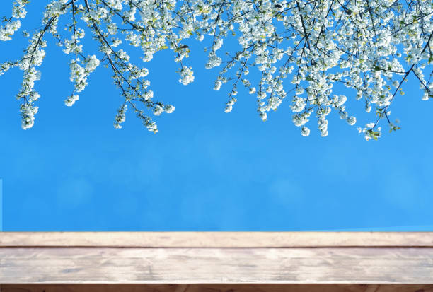 istock Beautiful floral spring abstract nature background, white blooming branches with wooden base on soft light blue sky background, for Easter and spring cards with copy space 1973474590