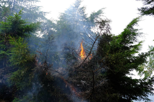 crown fire, green tree on flames, branches enveloping gray smoke, natural forest fire, rampant elements, danger setting fire to dry grass, harming nature, uncontrolled burning, spontaneous spread - harming imagens e fotografias de stock