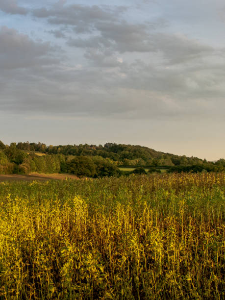 istock View over fields and rolling hills in English countryside during summer at sunset 1973485096