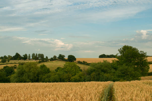View over wheat fields & hedgerows & rolling hills in English countryside during summer on cloudy day