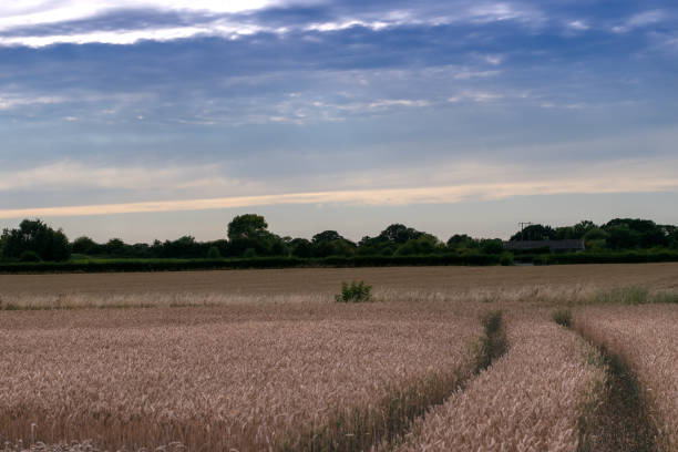 istock View over fields in English countryside during summer on cloudy day 1973486125