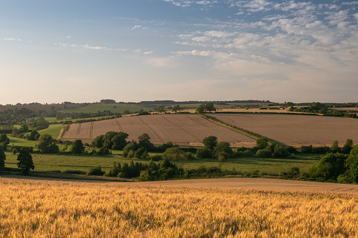 View over wheat fields,hedgerows and rolling hills in English countryside during summer on sunny day