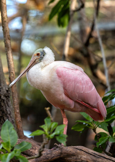 istock Roseate Spoonbill (Platalea ajaja) in the Americas 1973508130