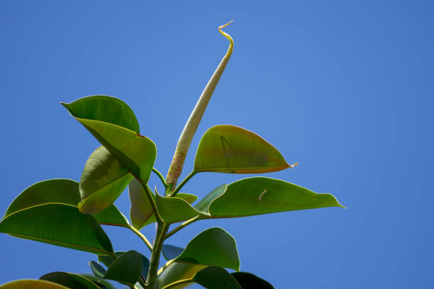 Branch of a ficus elastica tree isolated on the clear sky.
