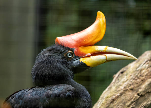 istock Rhinoceros Hornbill (Buceros rhinoceros) in Southeast Asia 1973509187