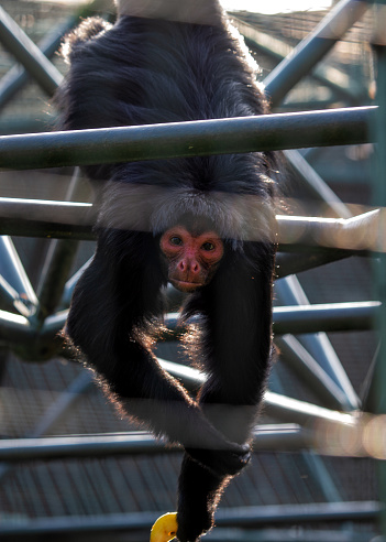 Endearing Red-faced Spider Monkey, Ateles paniscus, swinging through the lush canopies of South American rainforests, displaying its expressive features.