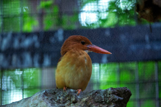 istock Ruddy Kingfisher (Halcyon coromanda) in Southeast Asia 1973512321