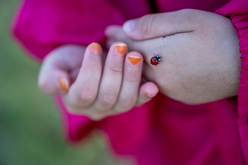 Close up photo of red ladybug on child's hands. Shot under daylight in outdoor.