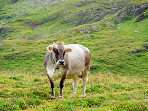 brown swiss cattle with a cowbell in an alpine pasture in the Swiss Alps
