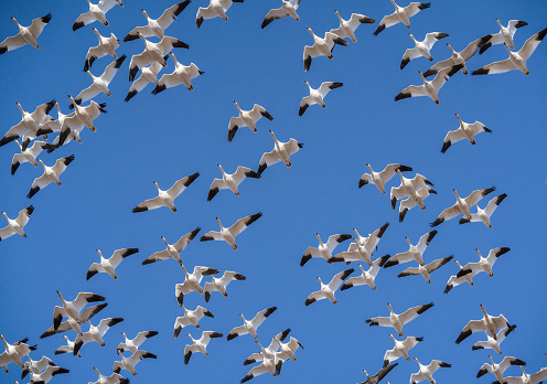 Snow geese (Anser caerulescens) fly against a blue-sky background on spring migration North stop at Middle Creek Wildlife Management Area in Lancaster County, Pennsylvania