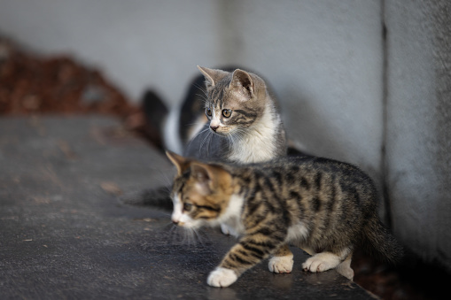 Two stray kittens are standing on the street.