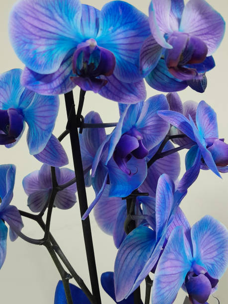 Bouquet of beautiful blue orchids - close up view