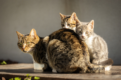 Female stray cat and kitten.