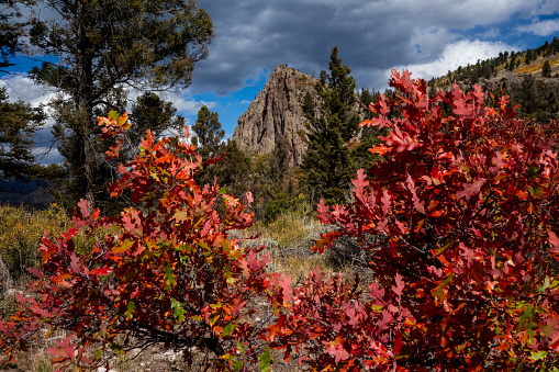 A mountain peak can be seen in the background as leaves are changing colors in the Colorado mountains.