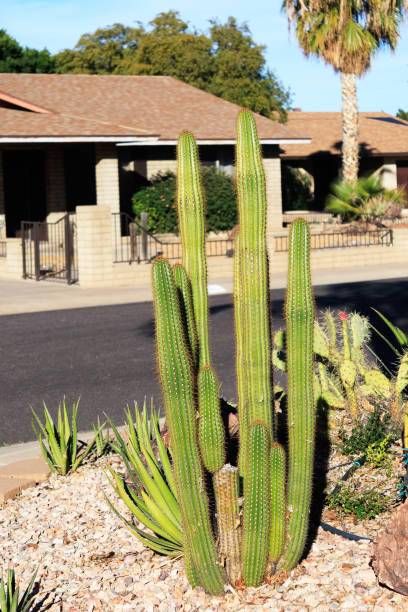 istock Cacti and Agave Desert Plants at Xeriscaped Roadside in Phoenix, AZ 1973551263