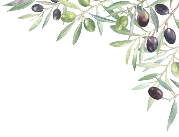 ilustrasi cat air dari cabang zaitun dengan daun - pohon zaitun ilustrasi stok