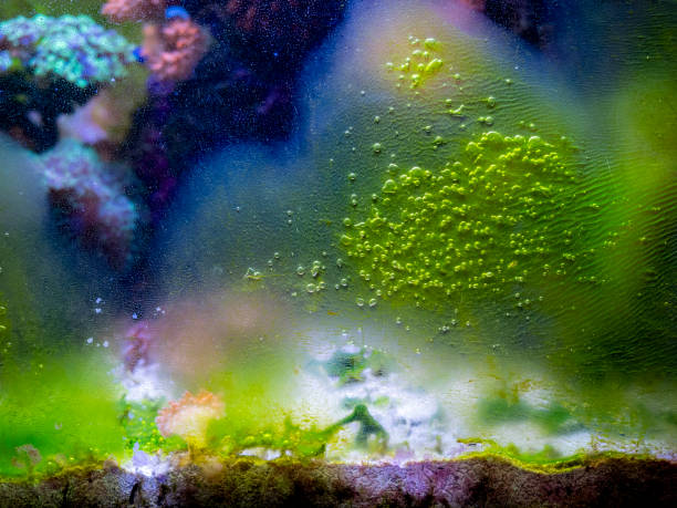 algae on aquarium glass due to lack of maintenance